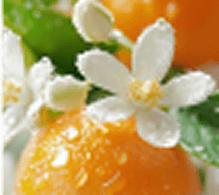 pomarańcza